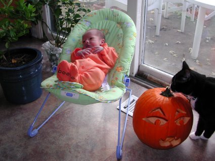 Cat and Two Pumpkins